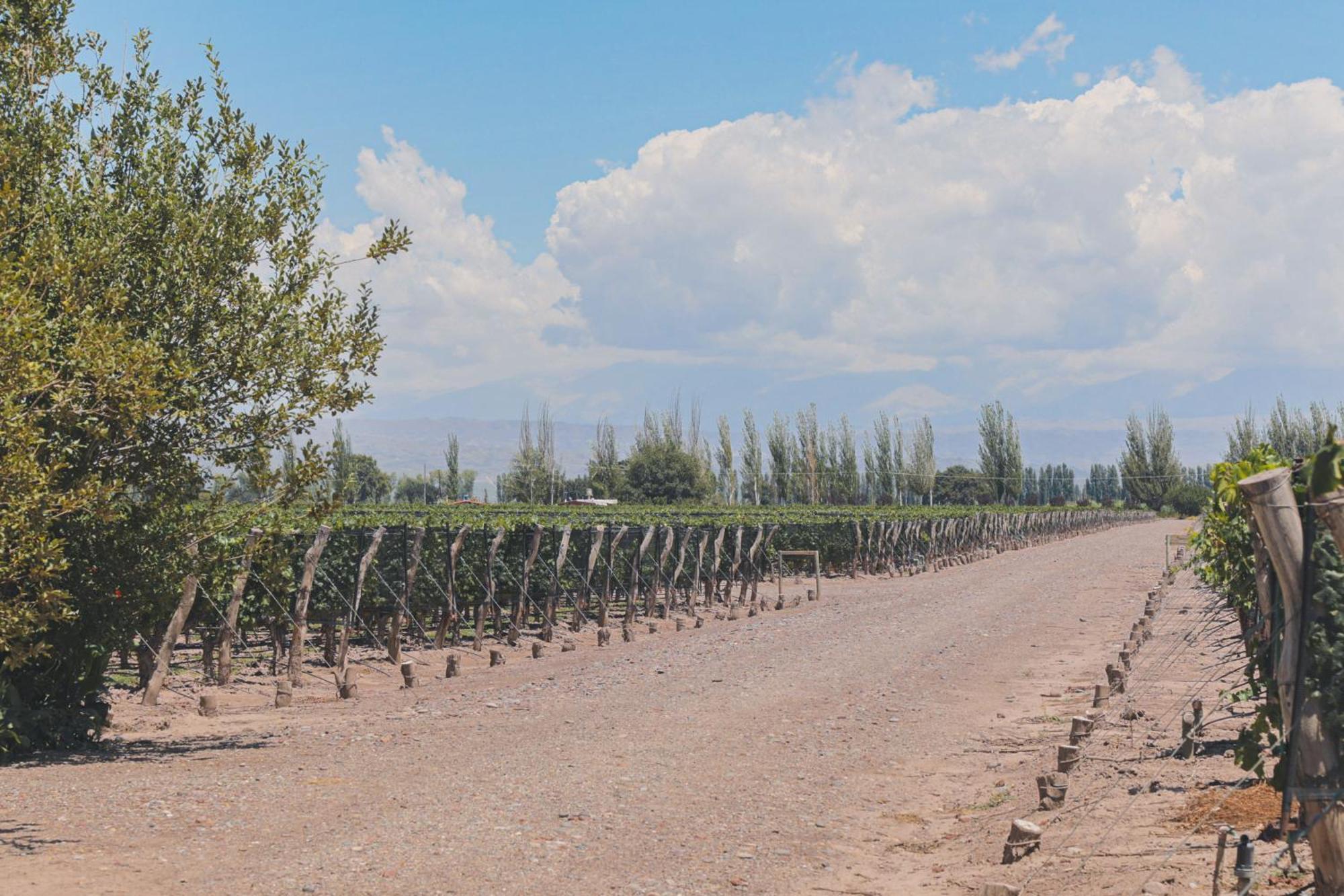 Enlace Wine House Lujan de Cuyo Ngoại thất bức ảnh