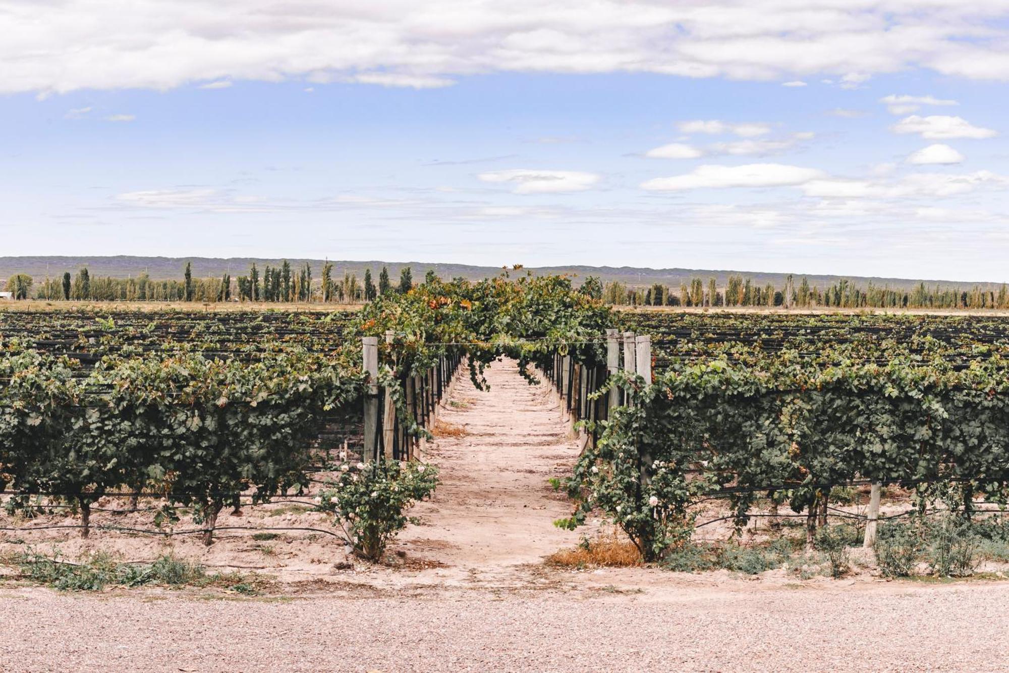 Enlace Wine House Lujan de Cuyo Ngoại thất bức ảnh